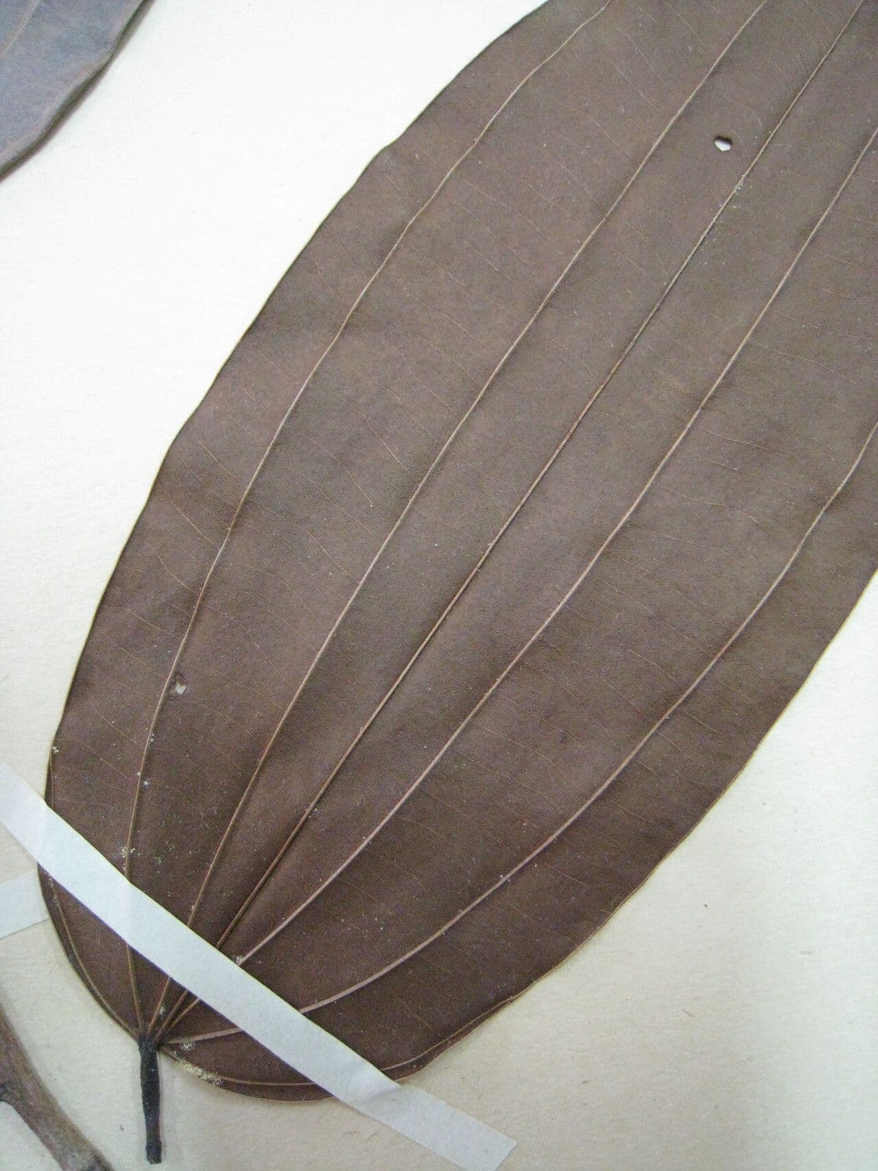 Bauhinia 5