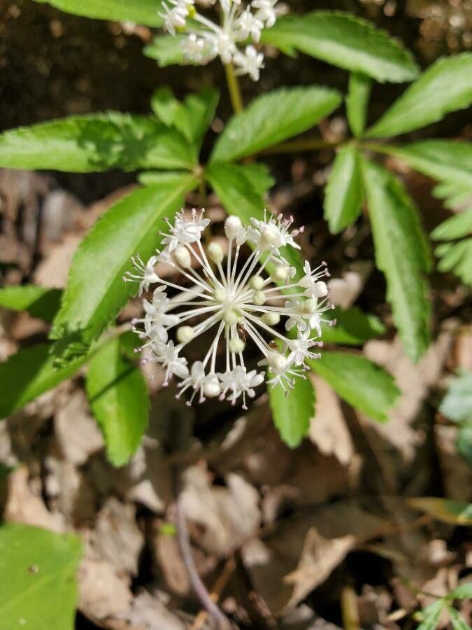 Panax trifolius