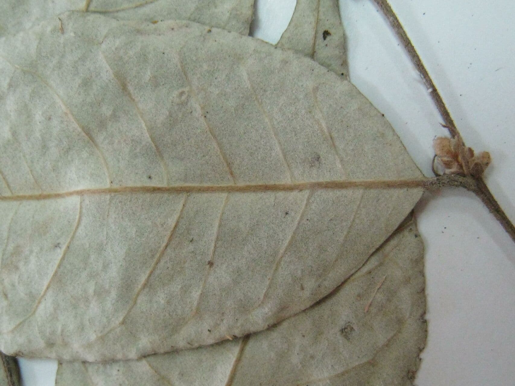 Licania leptostachya
