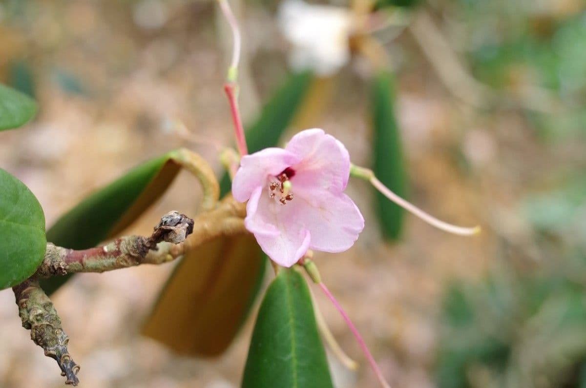 Rododendro 4