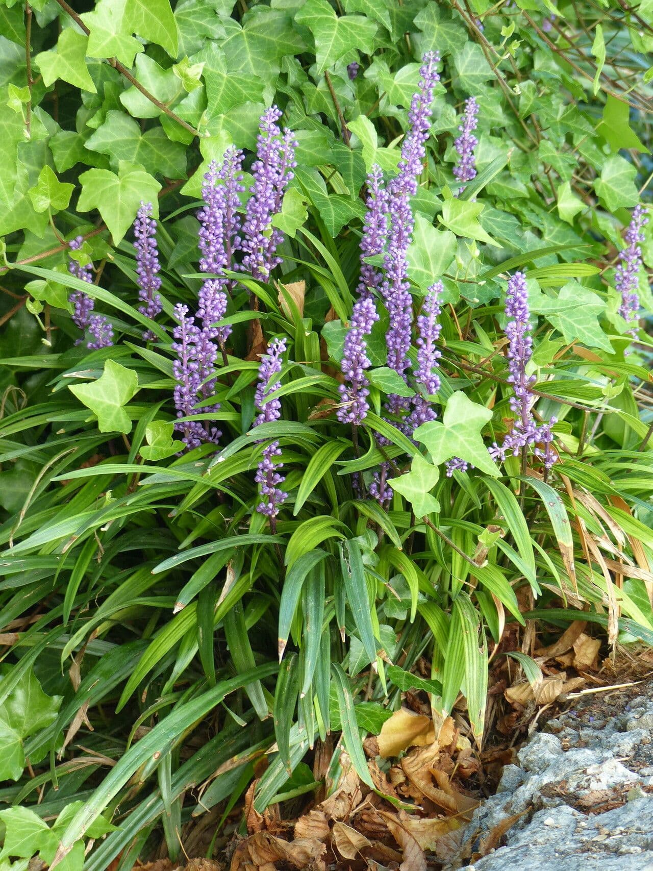 Liriope spicata 8