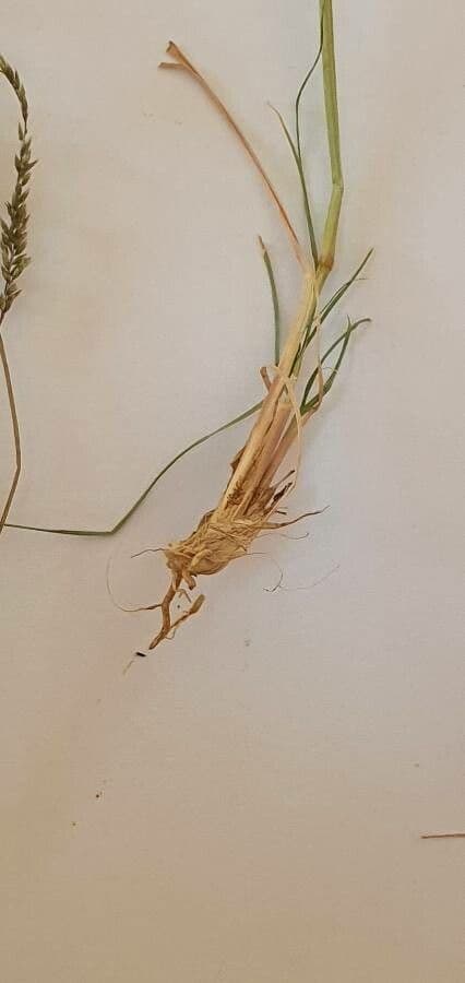 Sporobolus 6