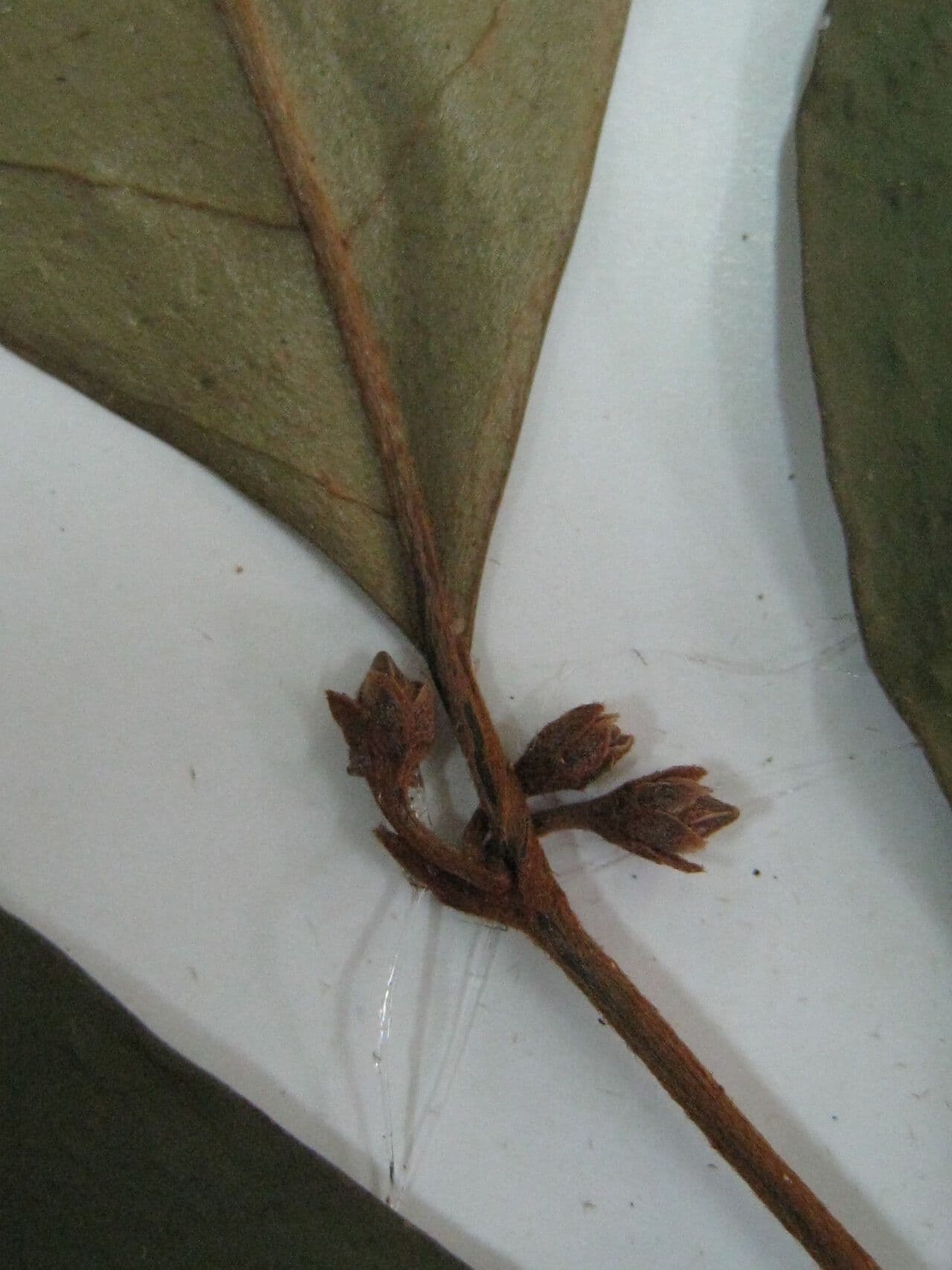 Chrysophyllum 14