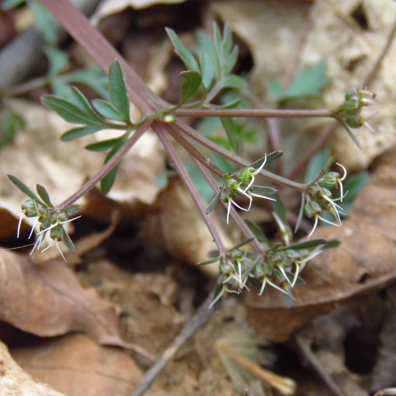 Erigenia bulbosa 6