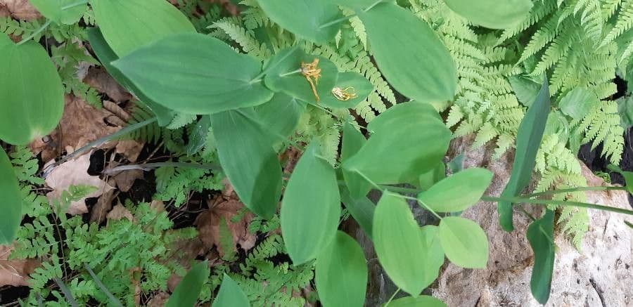 Uvularia perfoliata 12