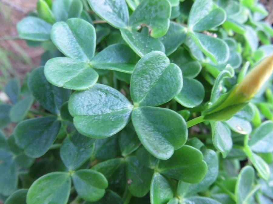 Acetosa 8