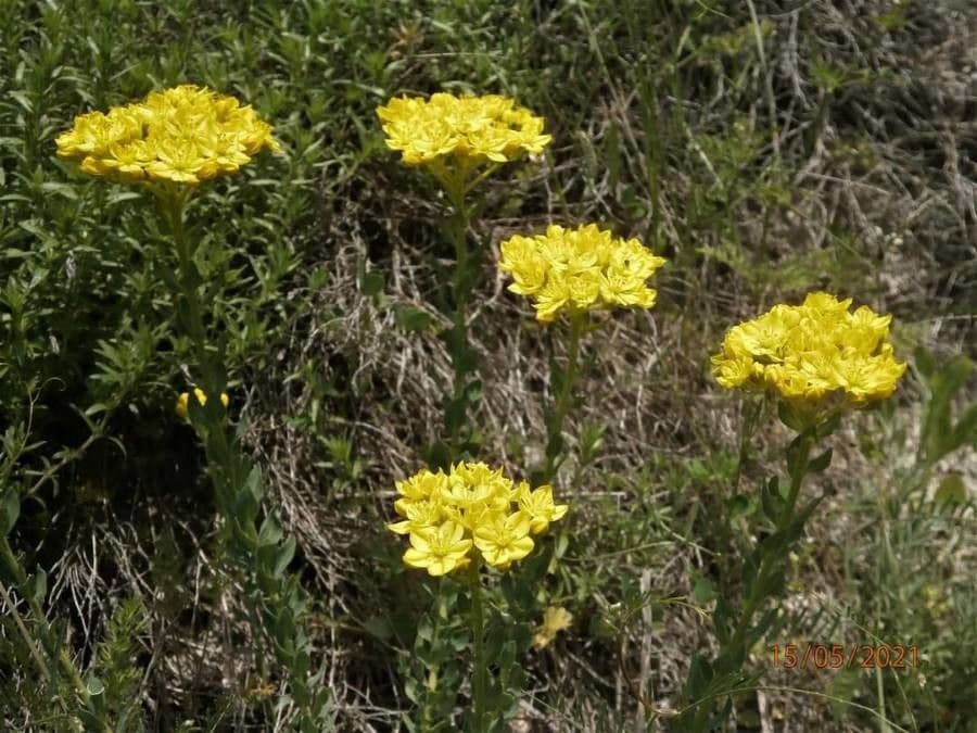 Haplophyllum