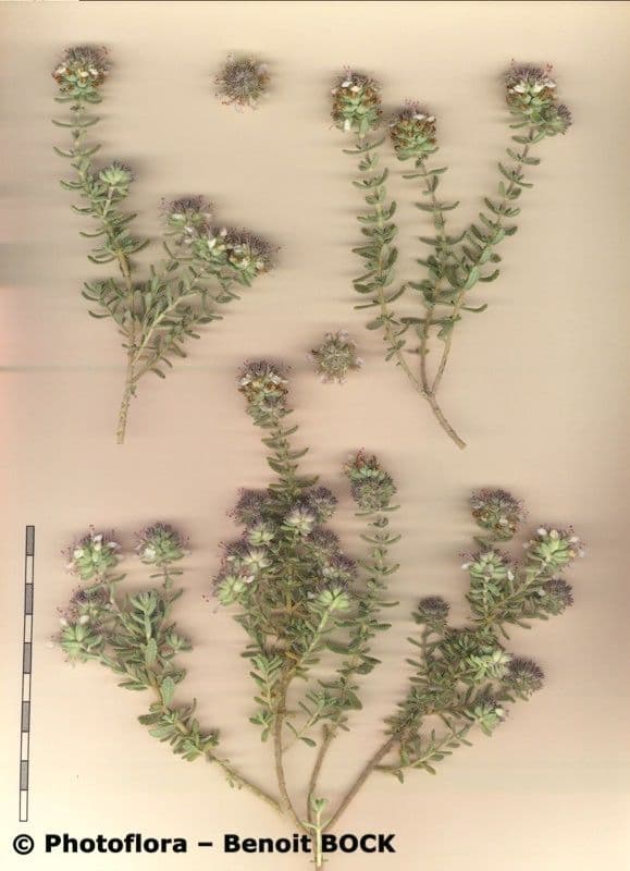 Teucrium 24