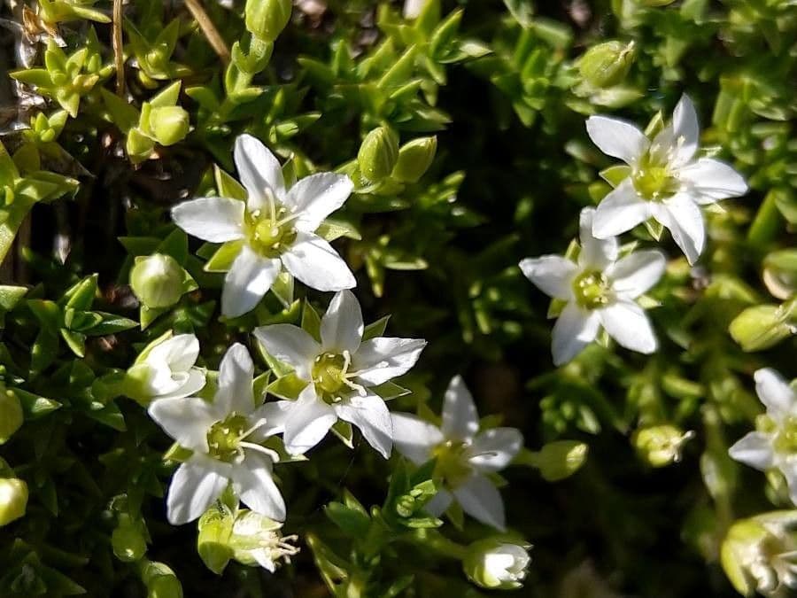 Minuartia 2