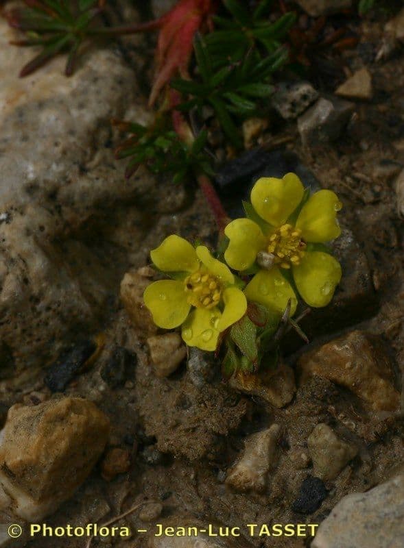 Potentilla multifida 2