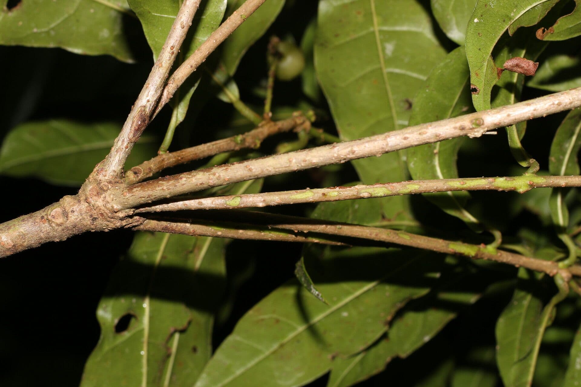 Meliosma 15