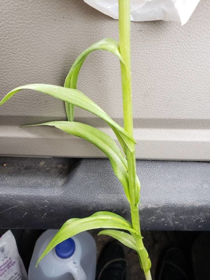 Spiranthes lacera 11