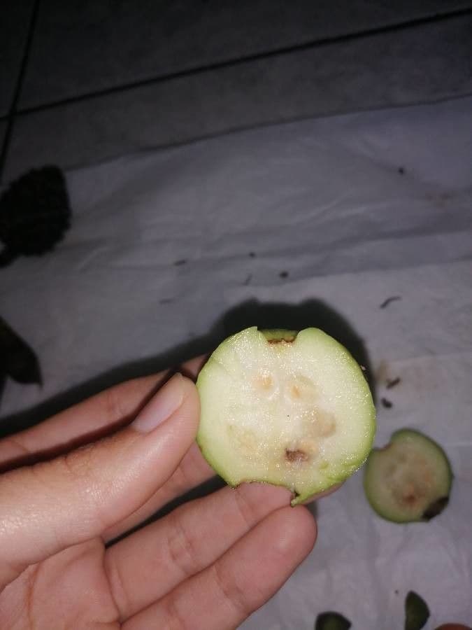 Guava costaricana 2