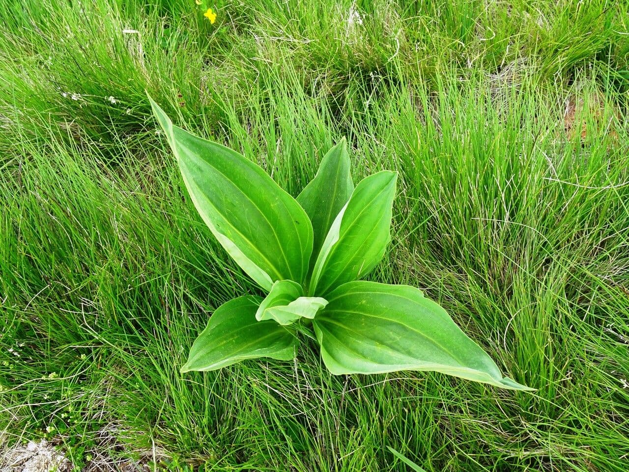 Genziana maggiore 11