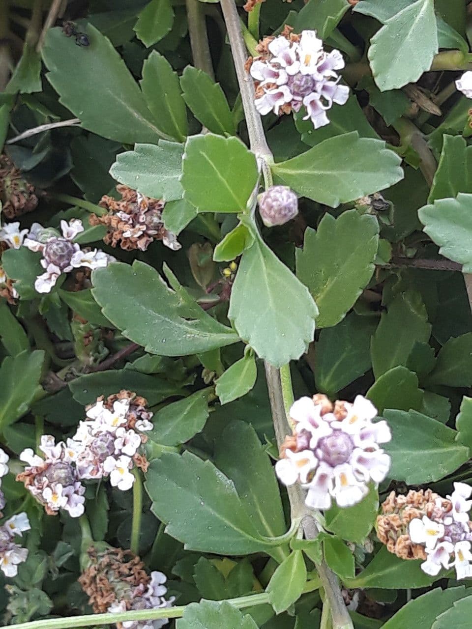 Fila nodiflora 4