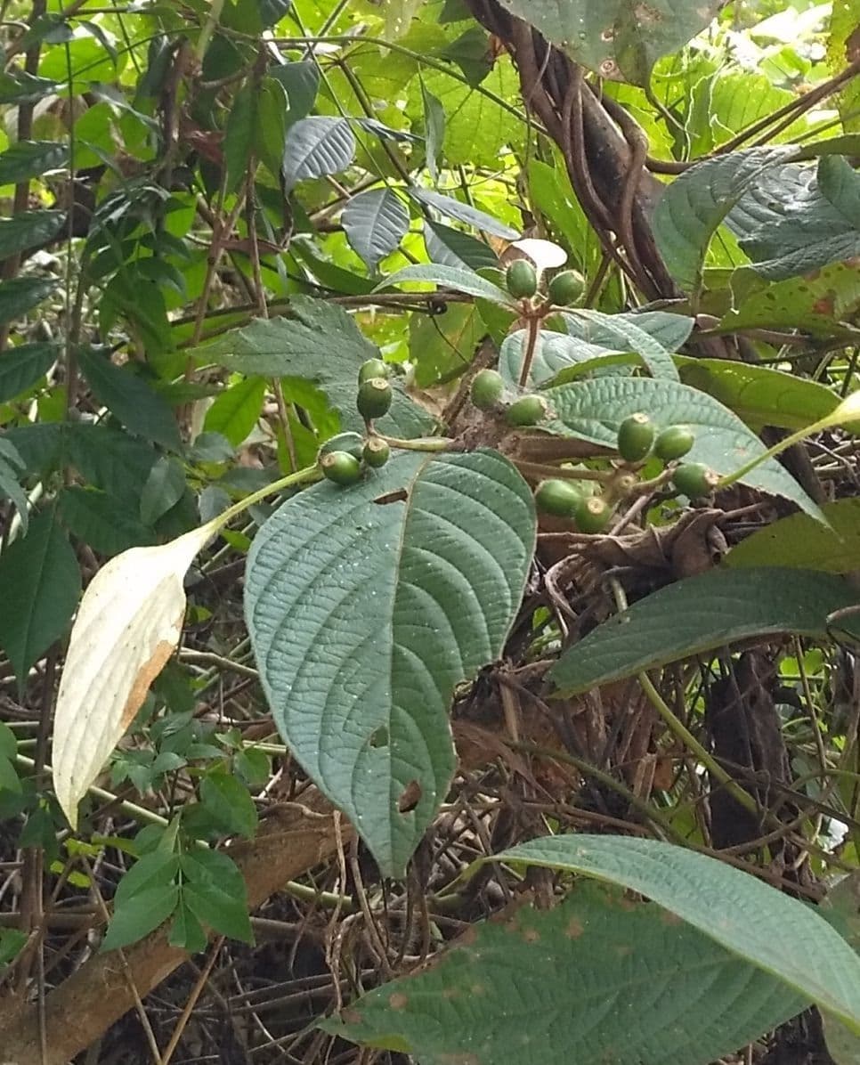 Mussaenda pubescente