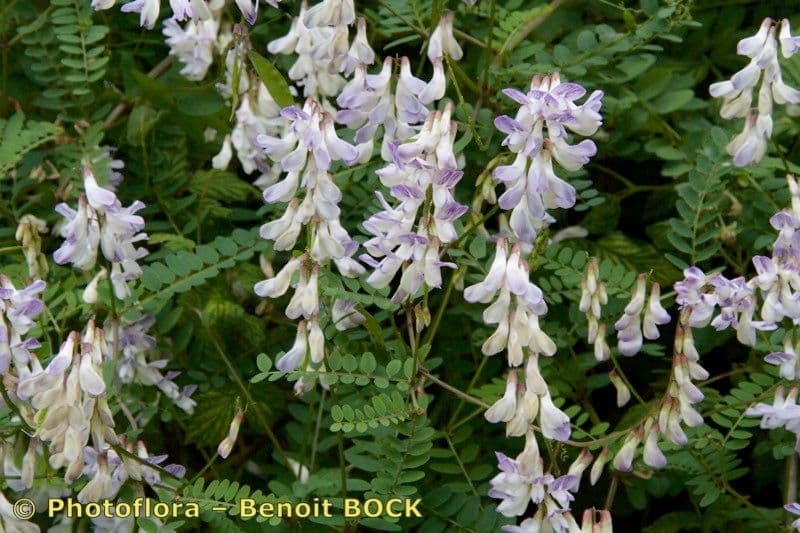 Vesce des bois 22