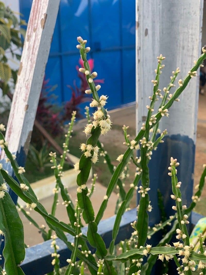 Baccharis trimera 8