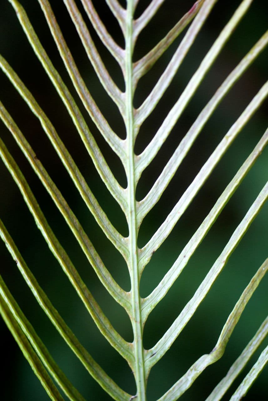 Blechnum attenuatum 12