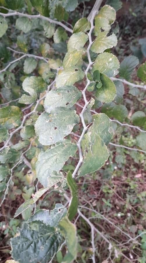 Celtis 11