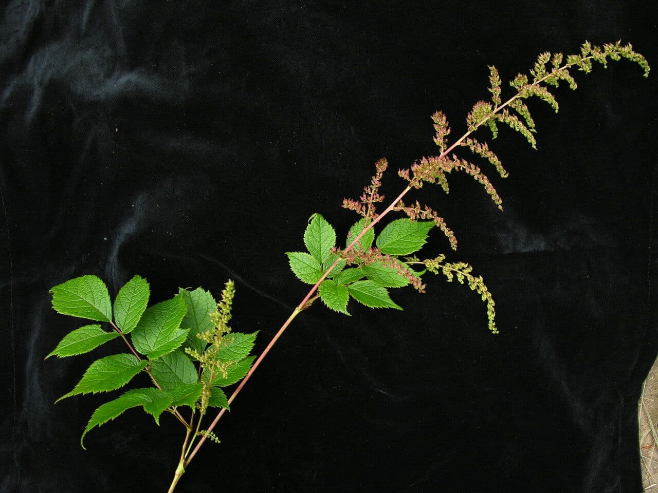 Spirea falsa alta