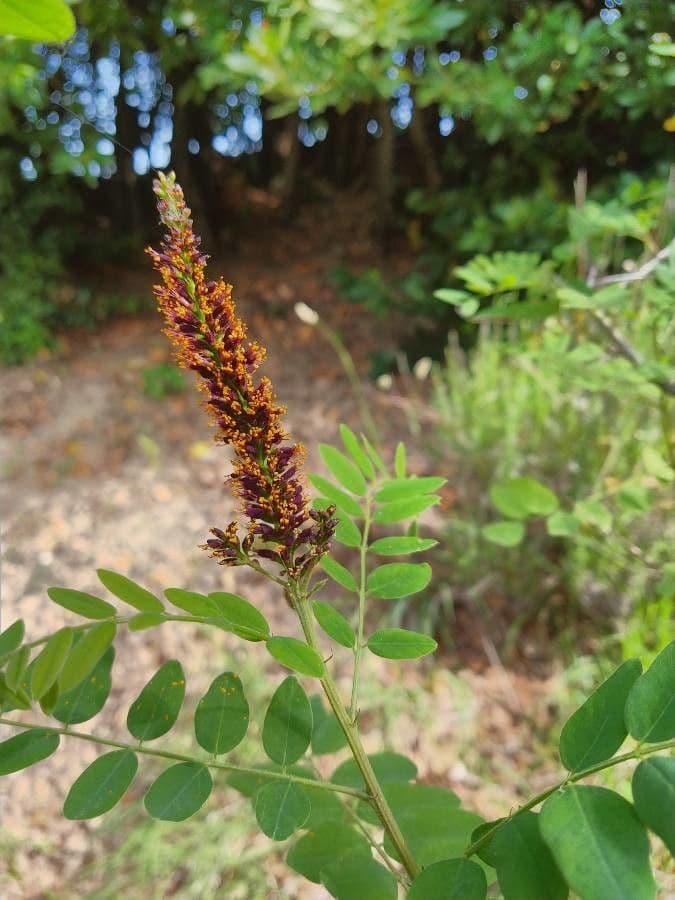 Leadplant 9
