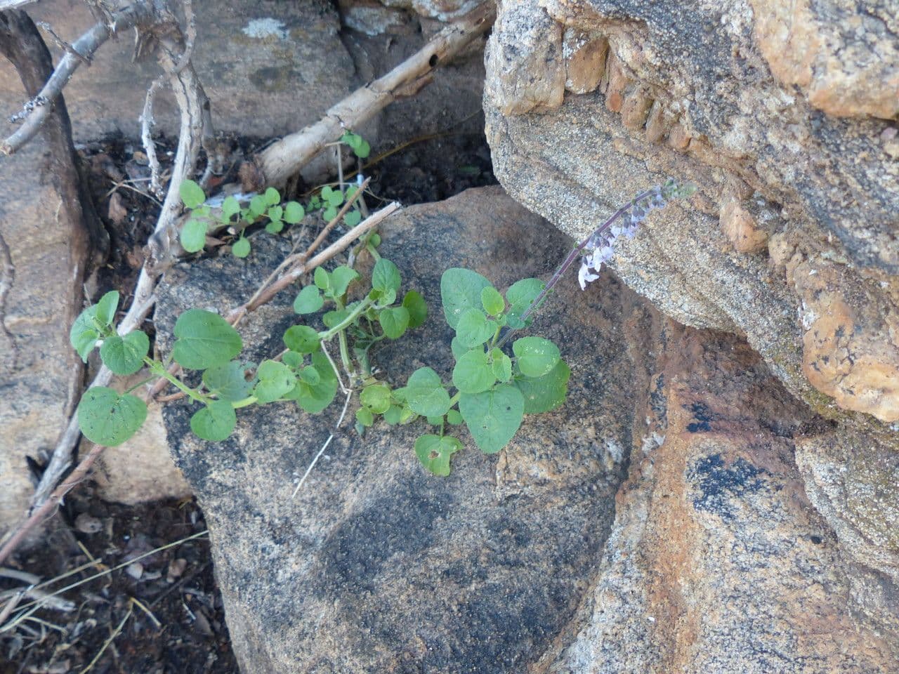 Plectranthus 2