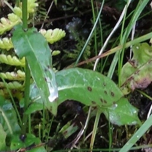 Gänsblume 13