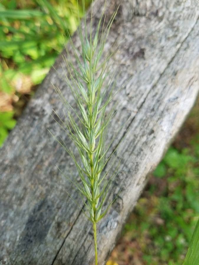 Elymus virginicus 6