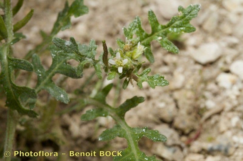 Erucastrum supinum 13