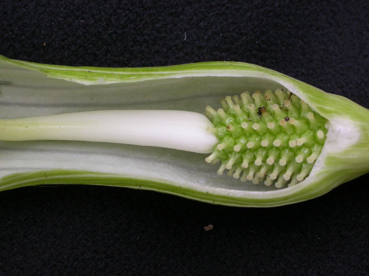 Áron 3