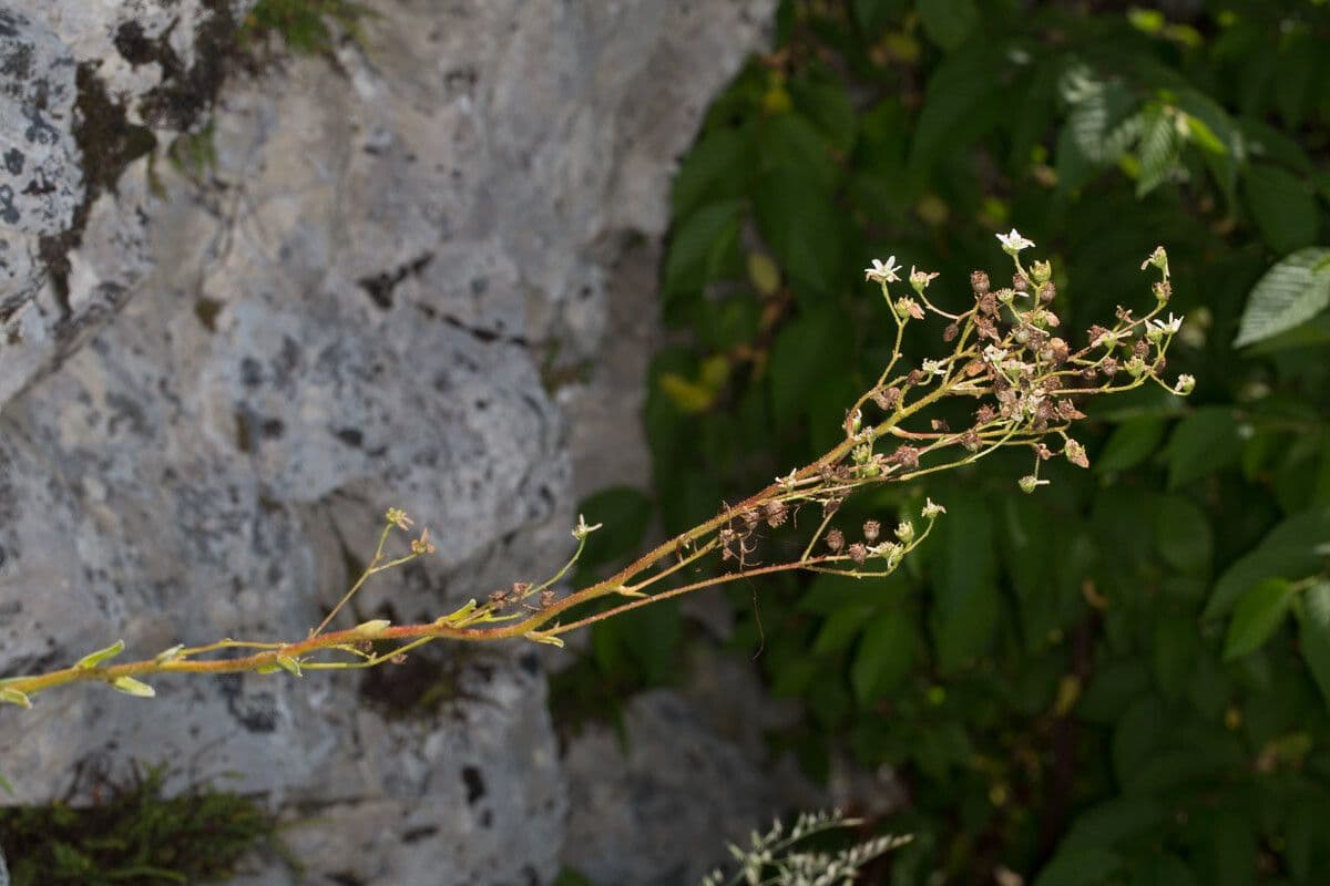 Saxifrage paniculée 23