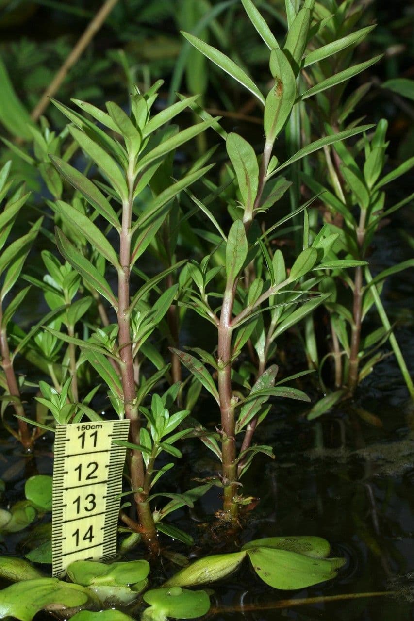 Niedrige Rotala 7