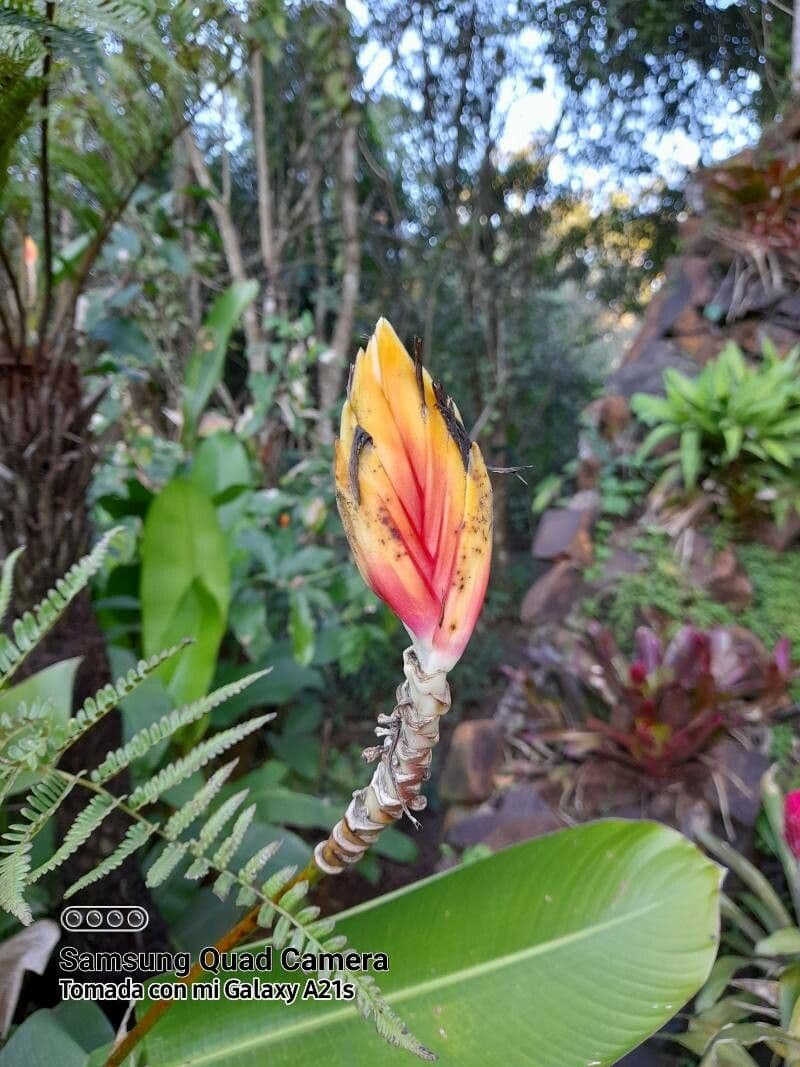 Heliconia episcopal