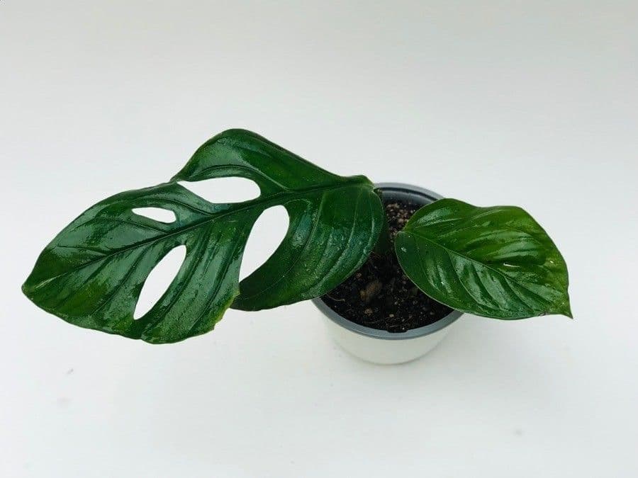Monstera di Lechler 4