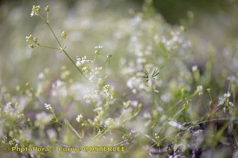 Galium timeroyi 4