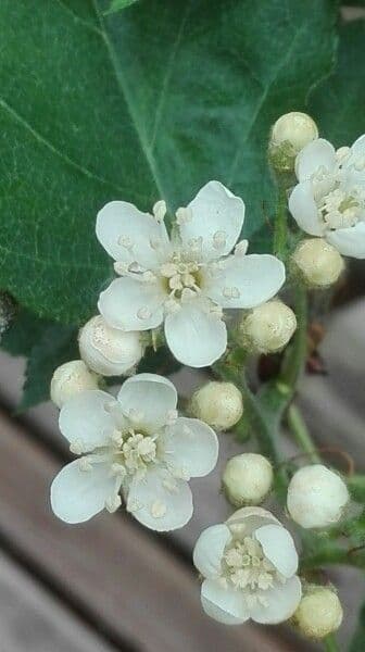 Jarabina brekyňová 6