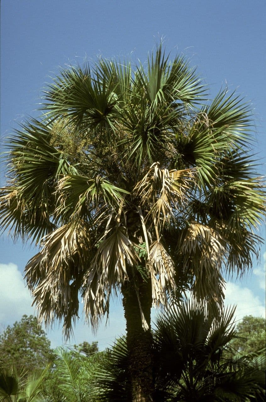 Sabala