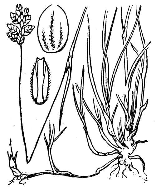 Oreochloa 4