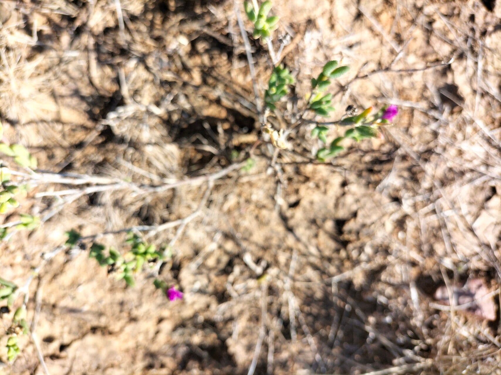 Trichodiadema 3