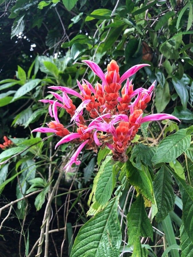 Aphelandra 3