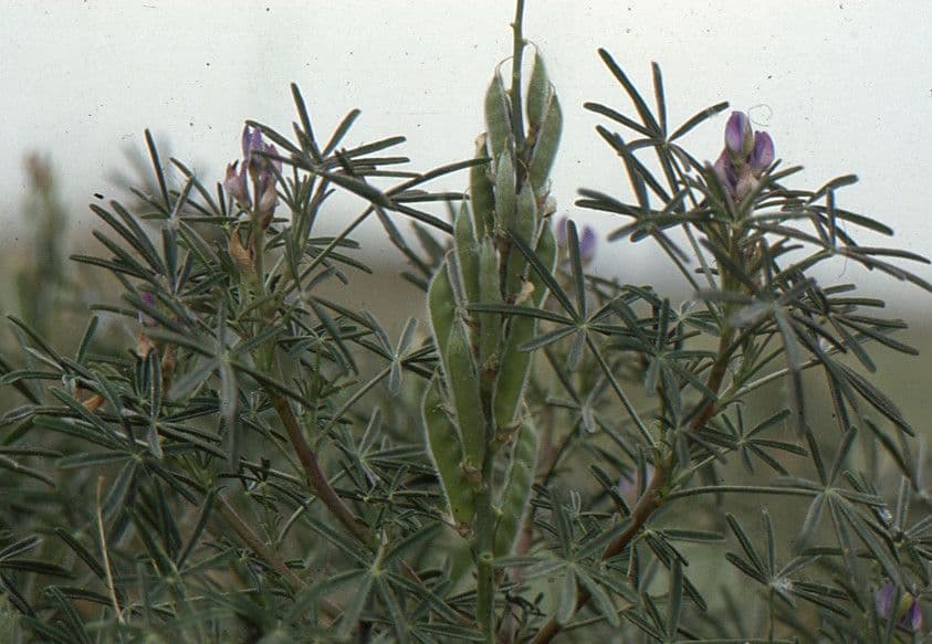Schmalblättrige Lupine 27