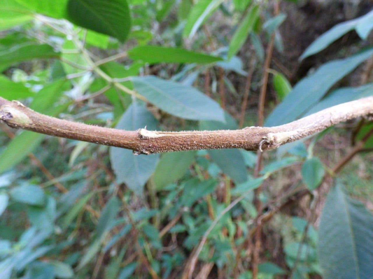 Fuchsien 24