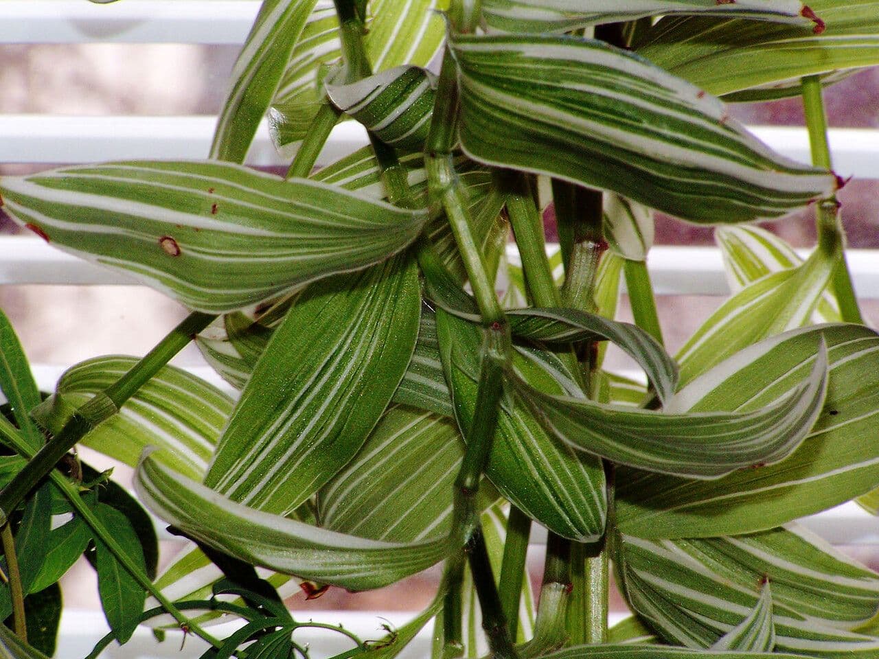 Callisia 14