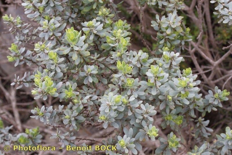 Daphne tinctoria 8