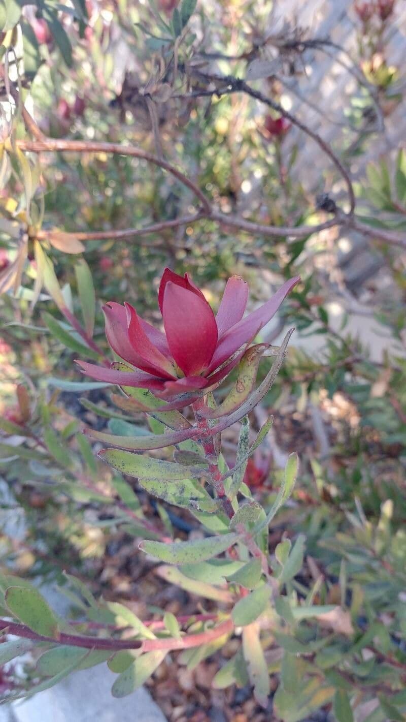 Leucadendron 12