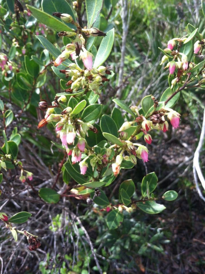Lyonia lucida 8
