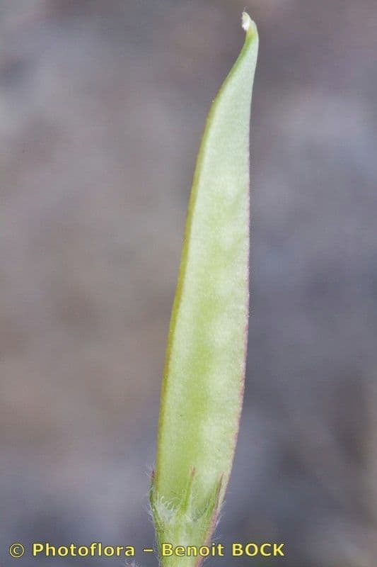 Veccia lathyroides 3