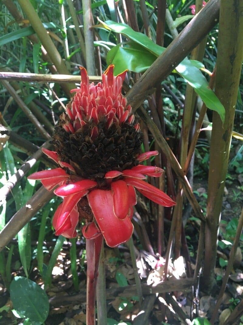 Fleur de cire philippine