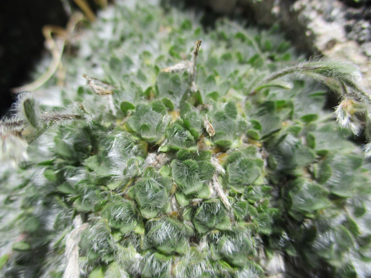 Eritrichium nanum 15